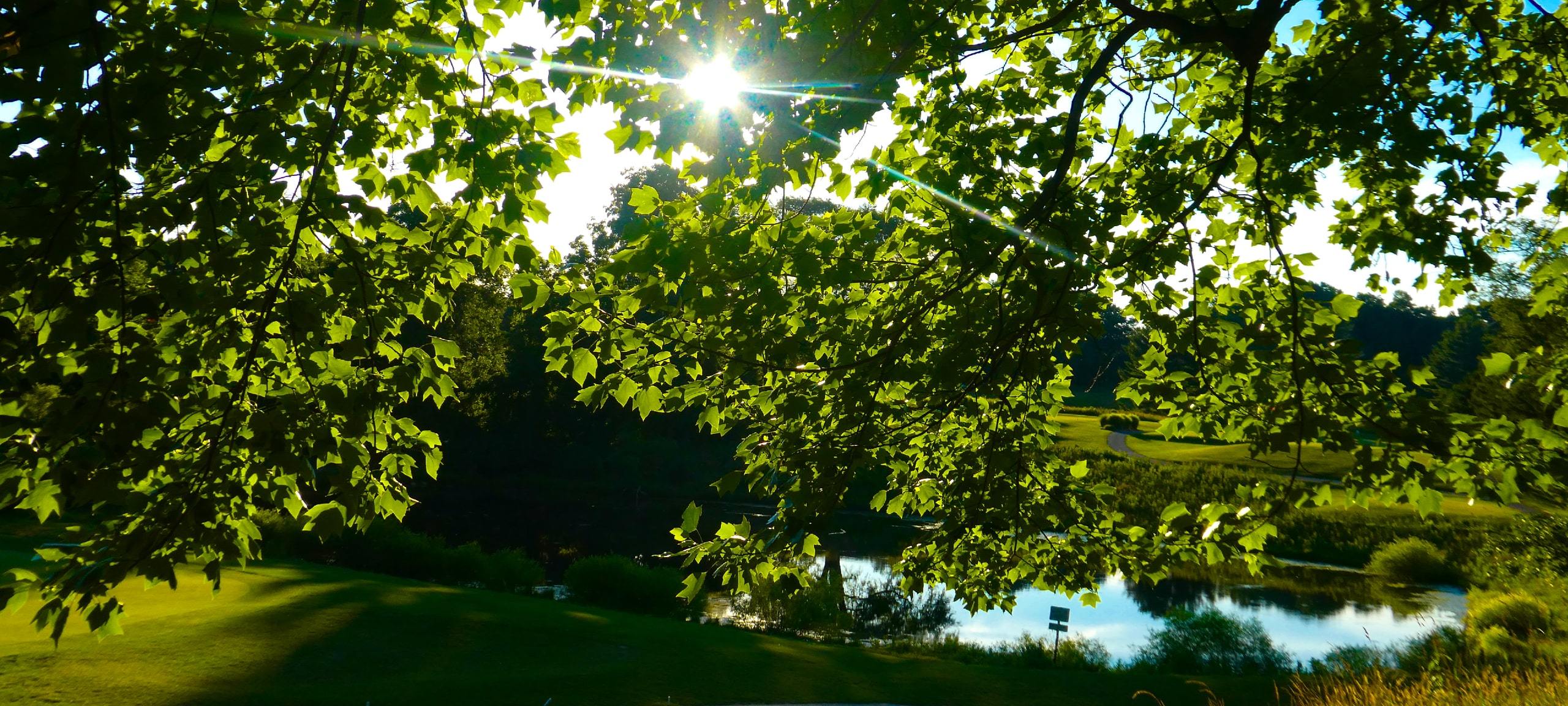 Sun through trees on Maryland golf course